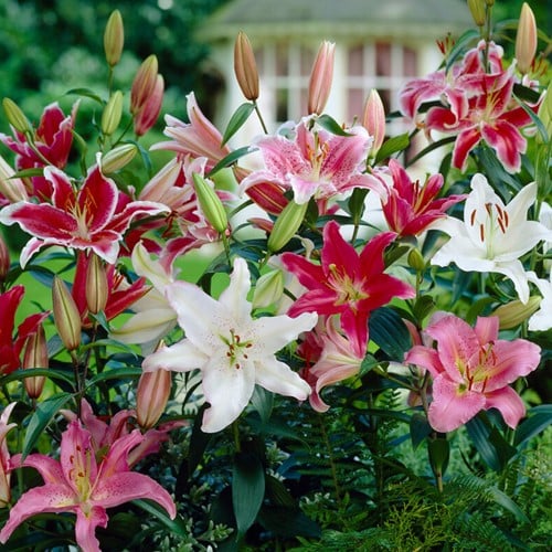 Lis Parfum en Mélange - Lilium