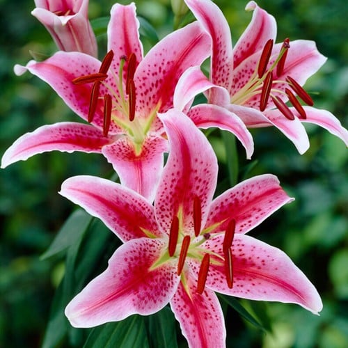 Lys oriental Stargazer