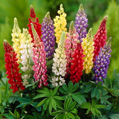 Lupins en mélange - Lupinus