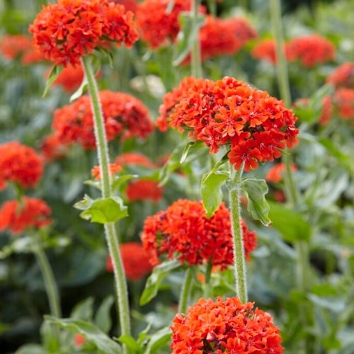 Amour Ardent - Lychnis chalcedonica (Pack de Six)