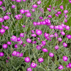 Coquelourde des Jardins - Lychnis Coronaria