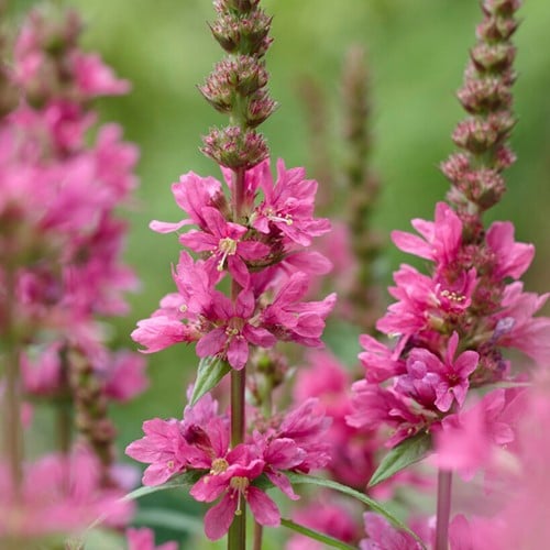 Lythrum Salicaria Robert - Salicaire