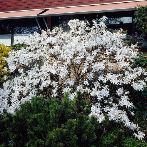 Magnolia Étoilé - Magnolia stellata