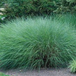 Eulalie, Roseau de Chine Gracillimus - MIscanthus (Pack de Six)