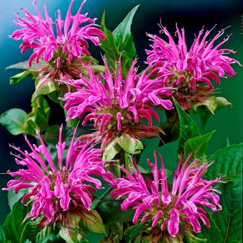 Monarde - Monarda Prärienacht (Pack de Six)