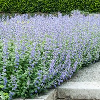 Herbe à Chats Six Hills Giant - Nepeta