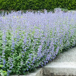 Herbe à Chats Six Hills Giant - Nepeta