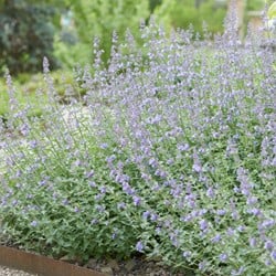 Nepeta Walker s Low - Herbe à chats (Pack de Six)