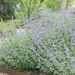 Nepeta Walker s Low - Herbe à chats (Pack de Six)