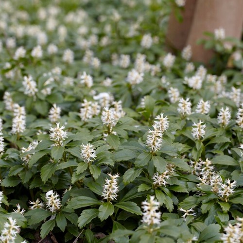 Euphorbe Japonaise Green Carpet - Pachysandra Terminalis (Pack de Six)