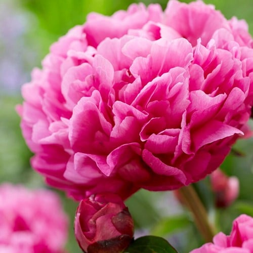 Pivoine Rouge/Rose - Kansas
