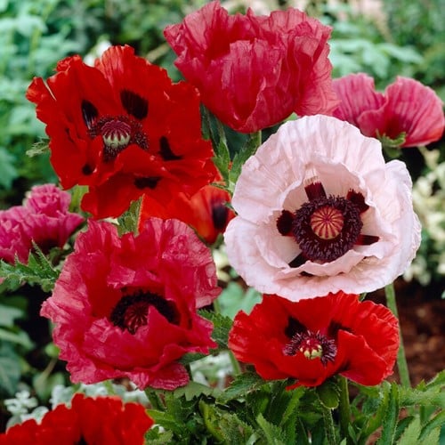Papaver orientalis Mix - Pavot d'Orient