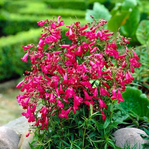 Galane Garnet - Penstemon
