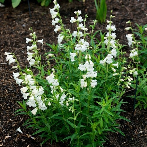 Penstemon White Bedder – Galane