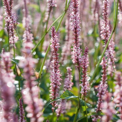 Persicaria Amplexicaulis Rosea - Rénouée (Pack de Six)