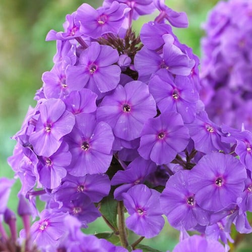 Phlox paniculata Amethyst