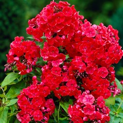 Phlox paniculata Orange Perfection - Phlox paniculé