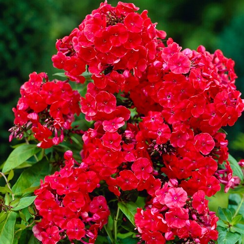 Phlox Paniculata 'Orange Perfection' (Pack de Six)