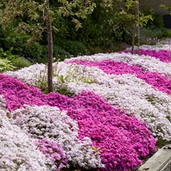 Phlox subulata mix Phlox mousse en melange (Pack de Trois)