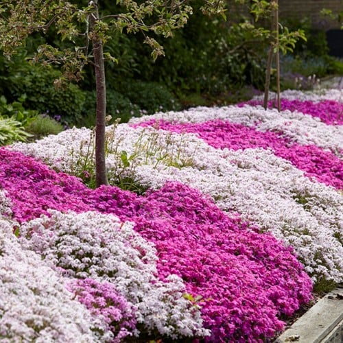 Phlox subulata mix Phlox mousse en melange (Pack de Six)