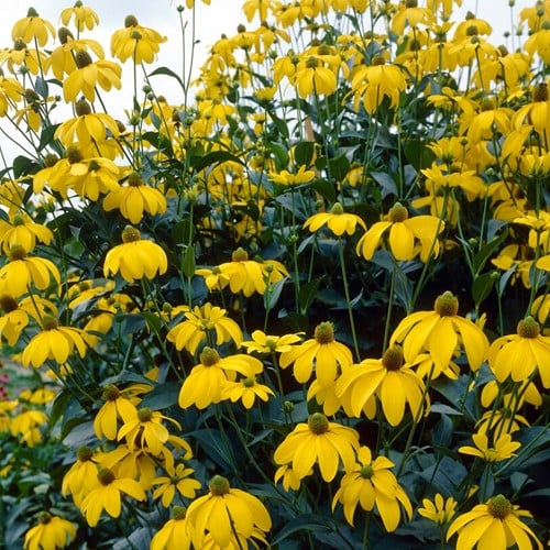 Rudbeckie Herbstsonne - Rudbeckia nitida