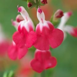 Salvia microphylla Hot Lips - Sauge