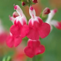 Salvia microphylla Hot Lips - Sauge (Pack de Six)