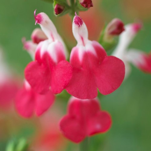 Salvia microphylla Hot Lips - Sauge (Pack de Six)