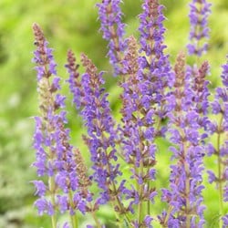 Sauge des bois Mainacht - Salvia Nemorosa (Pack de Six)