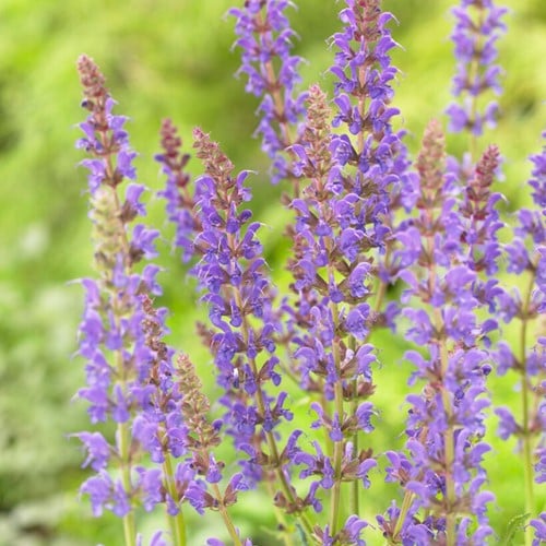 Sauge des bois Mainacht - Salvia Nemorosa (Pack de Six)