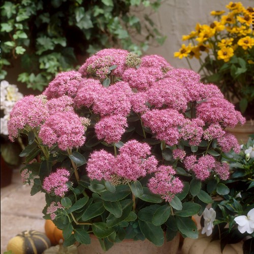 Orpin rose Brillant - Sedum spectabile