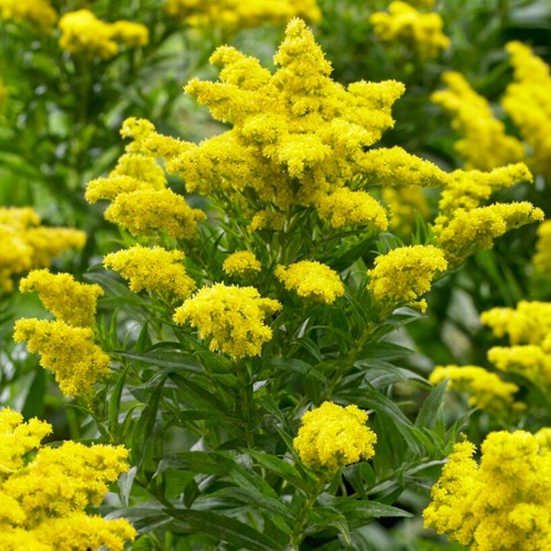 Solidago Goldkind - Solidages