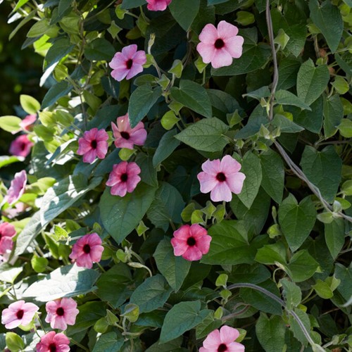 Suzanne aux yeux noirs Rose – Thunbergia alata