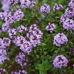 Le Thym Doone Valley - Thymus serpyllum praecox