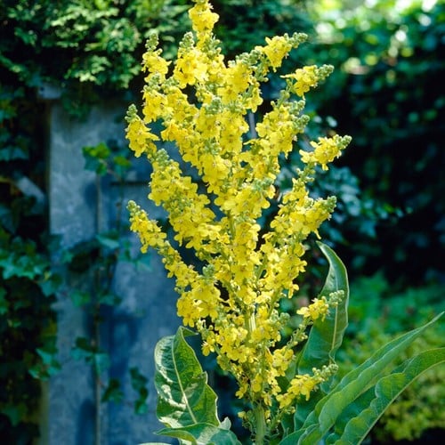 Verbascum Olympicum (Plantes en pot)