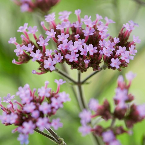 Verveine de Buenos Aires Lollipop - Verbena bonariensis