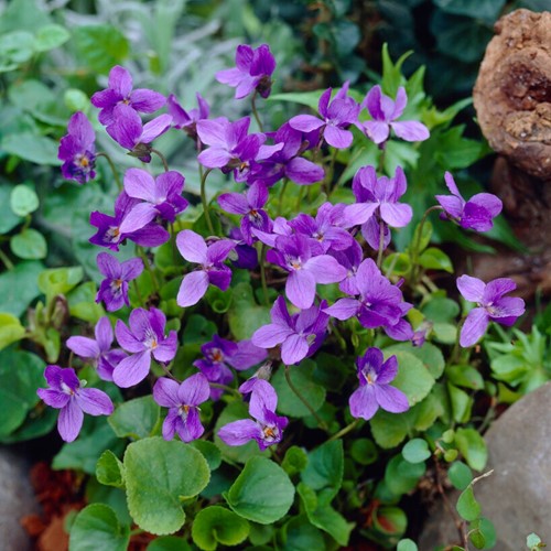 Viola odorata Königin Charlotte Violette Odorante