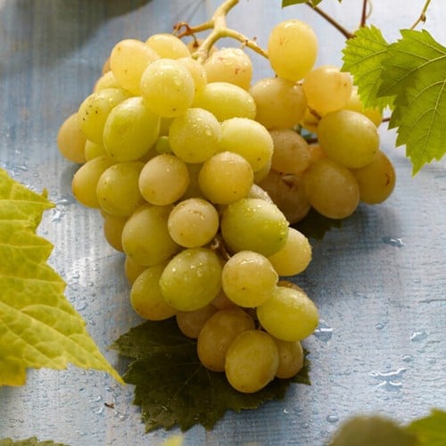 Raisin Bianca - Vitis Vinifera