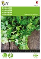 Coriandre à gros grain – Coriandrum sativum