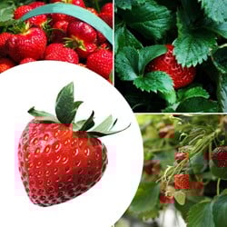 20x plantes de Fraisier Korona – Fragaria