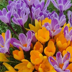 Krokus Fantasy Mix - Crocus (XL-verpakking)