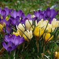 Crocus à Grandes fleurs en Mélange (XL-Emballage)-2
