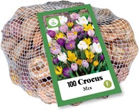 Crocus à Grandes fleurs en Mélange (XL-Emballage)