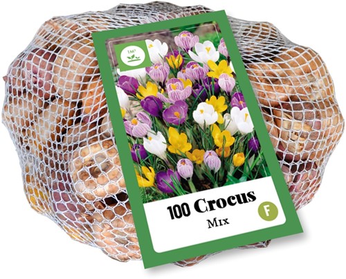 Crocus à Grandes fleurs en Mélange (XL-Emballage)