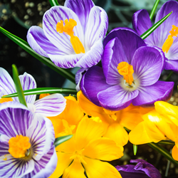Krokus Grootbloemig Mix - Crocus grandiflora