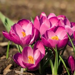 Crocus Tommasinianus Roseus (En Vrac)