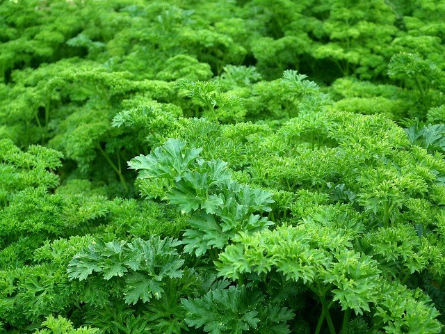 Réaliser un jardin d’herbes aromatiques