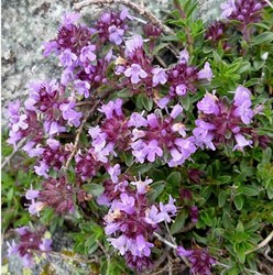 Thymus praecox Purple Beauty - Thym