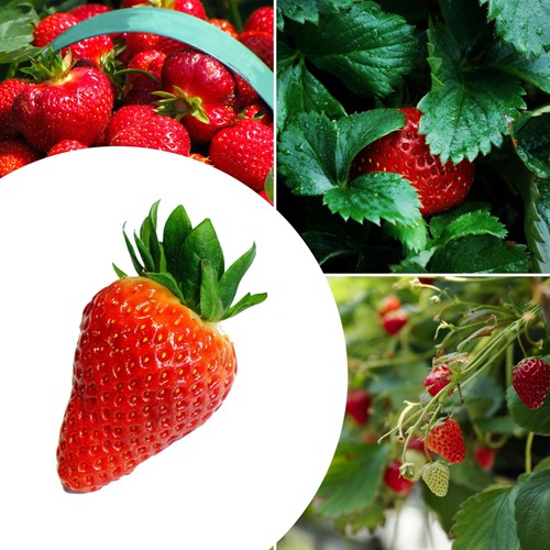 20x plantes de Fraisier Lambada – Fragaria