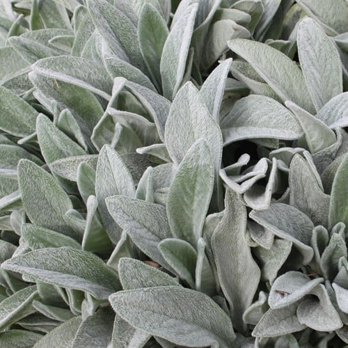 L Oreille de Lapin Byzantina - Stachys byzantina